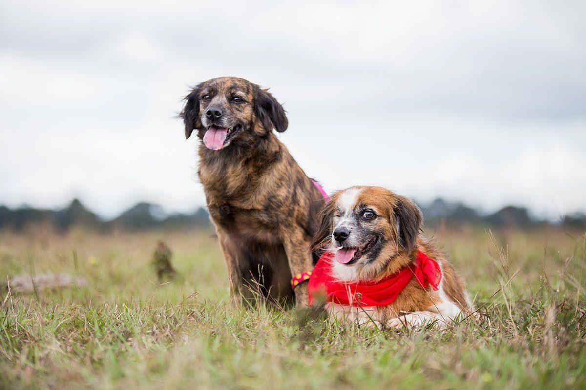 Dos perritos rescatados con pañoleta roja en el campo