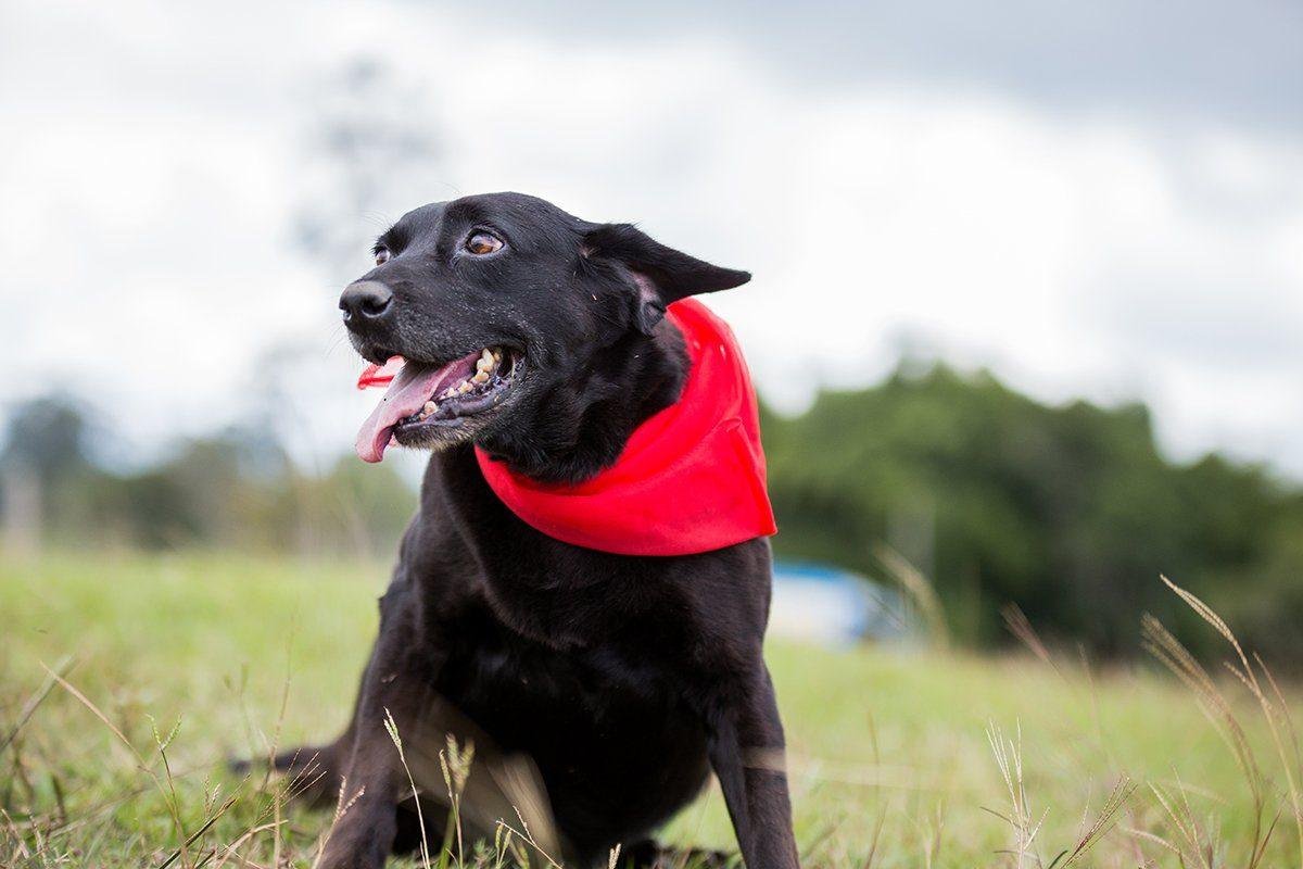 Perro negro rescatado con pañoleta roja
