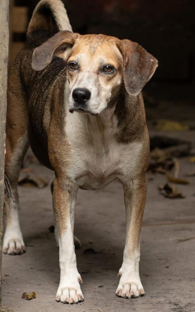 Peludito rescatado por la Fundación Caridad Animal