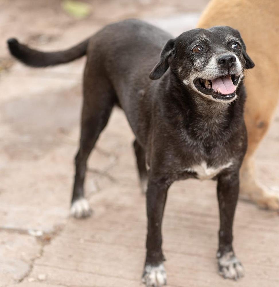 Perrita negra senior rescatada sonriendo