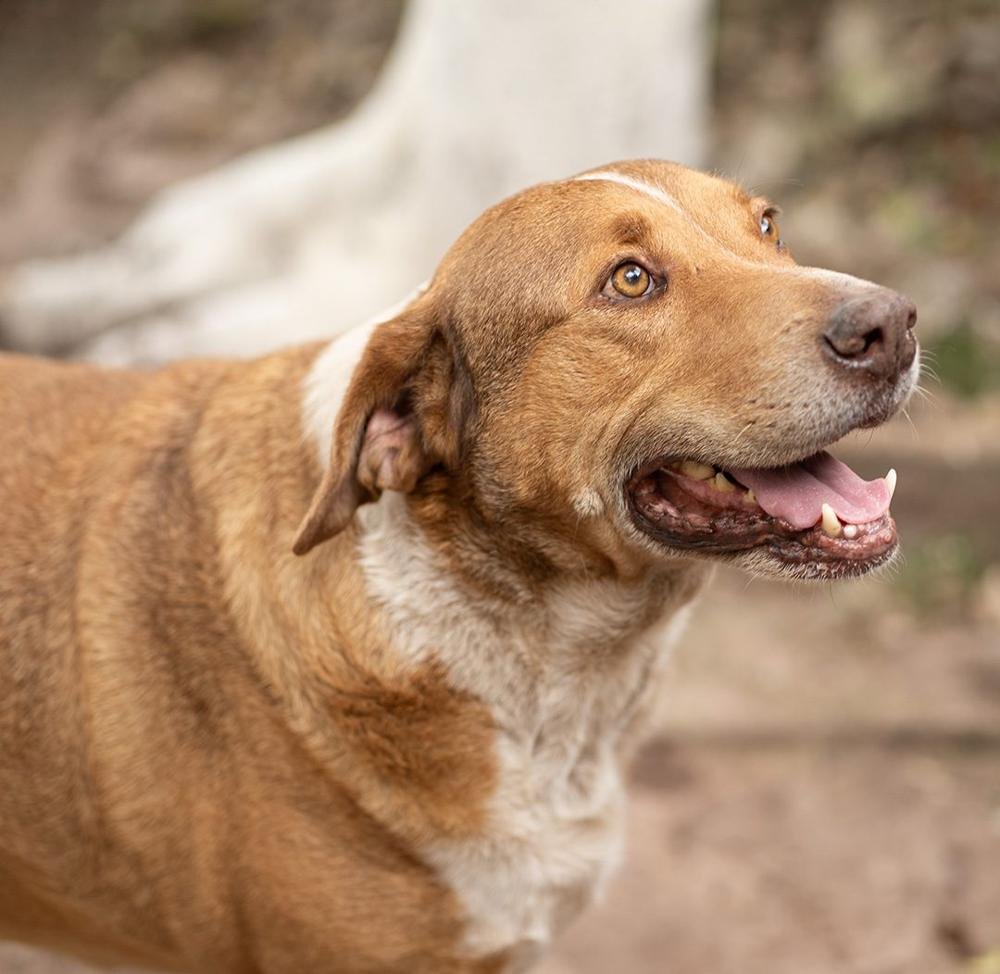 Perro rescatado mirando hacia arriba