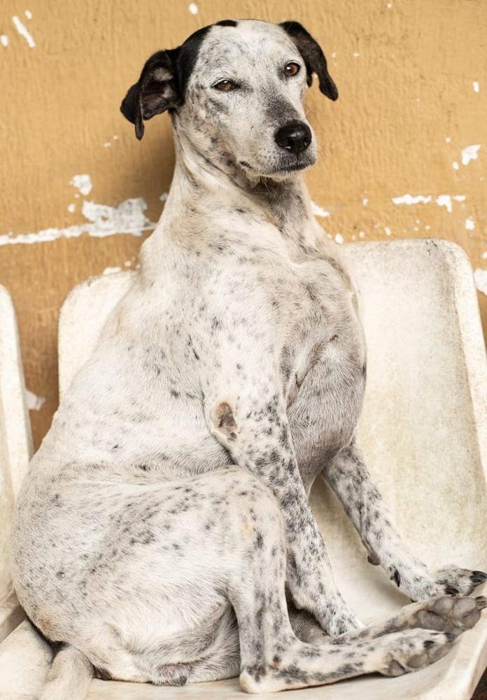 Peludito rescatado por la Fundación Caridad Animal