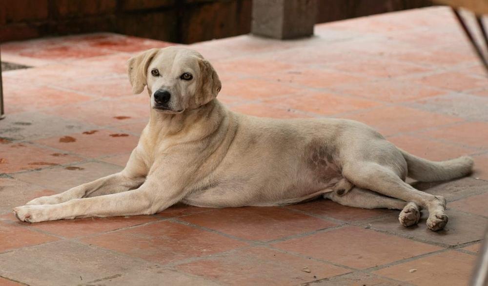 Peludito rescatado por la Fundación Caridad Animal