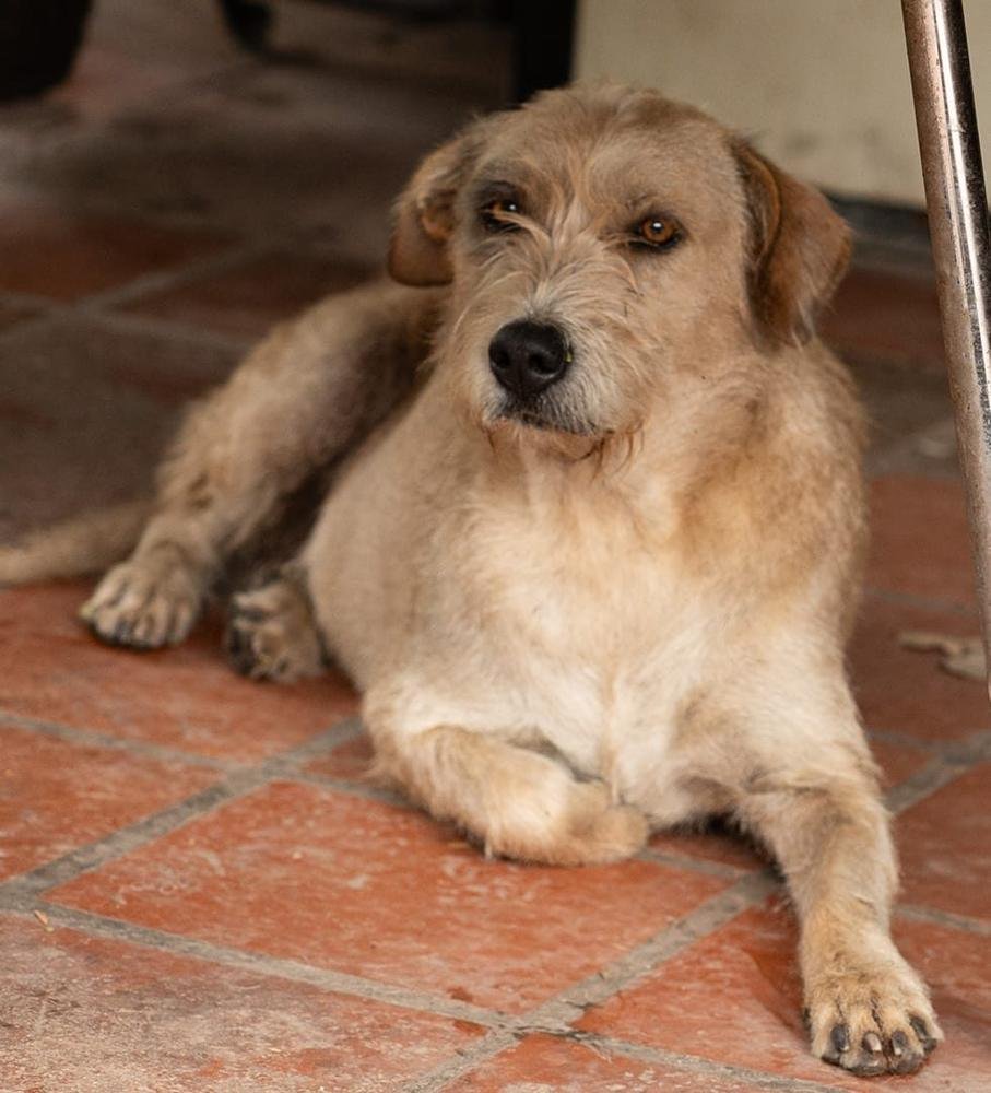 Perrito peludo rescatado acostado